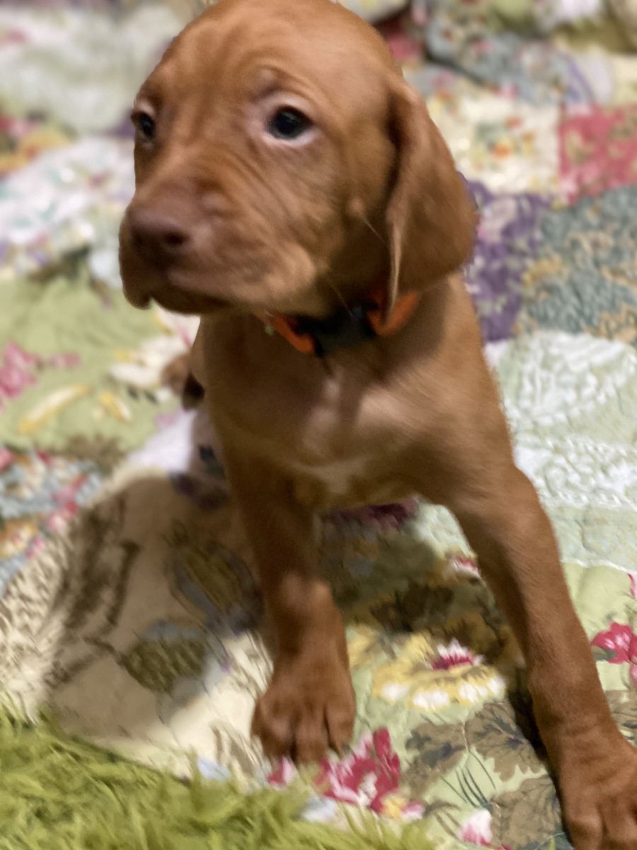 Avery & Maximums Vizsla Puppies Born February 3rd ((((Vizsla Puppies Are Sold Out))) - Image 35