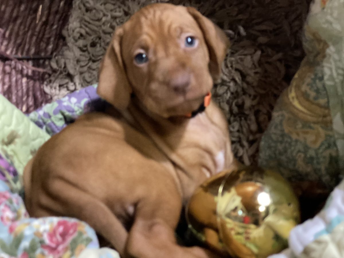 Avery & Maximums Vizsla Puppies Born February 3rd ((((Vizsla Puppies Are Sold Out))) - Image 34