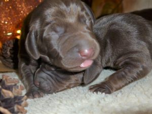 Wrigley & Rugar's  Weizsla Christmas Litter