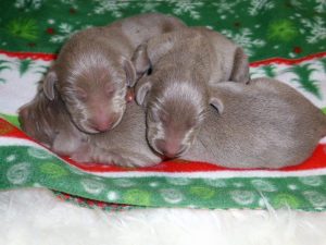 Rosie & Colt's Silver Weimaraner Puppies Born on November 9th