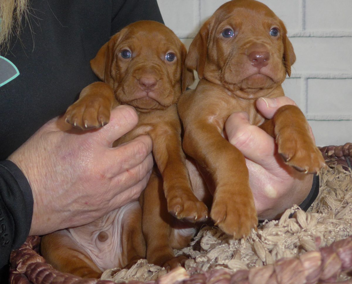 Riley & Ruger's Vizsla Litter Born on December 9th - Image 22