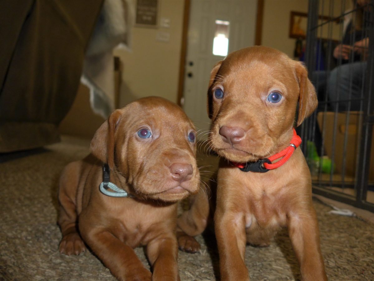 Riley & Ruger's Vizsla Litter Born on December 9th - Image 21