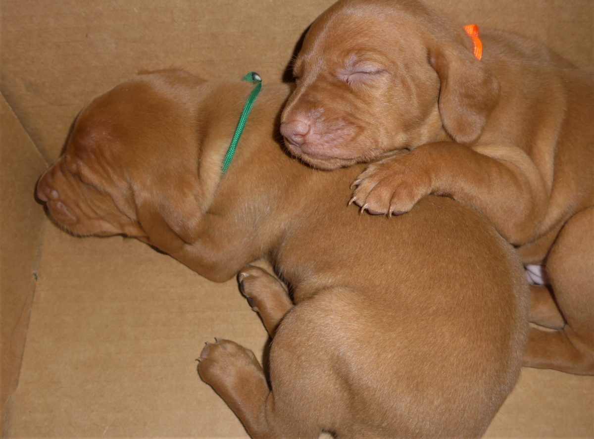 Riley & Ruger's Vizsla Litter Born on December 9th - Image 23