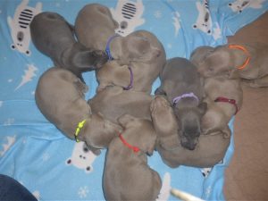 Indy & Colt's Blue & Silver Weimaraner Litter Was Born on January 30th