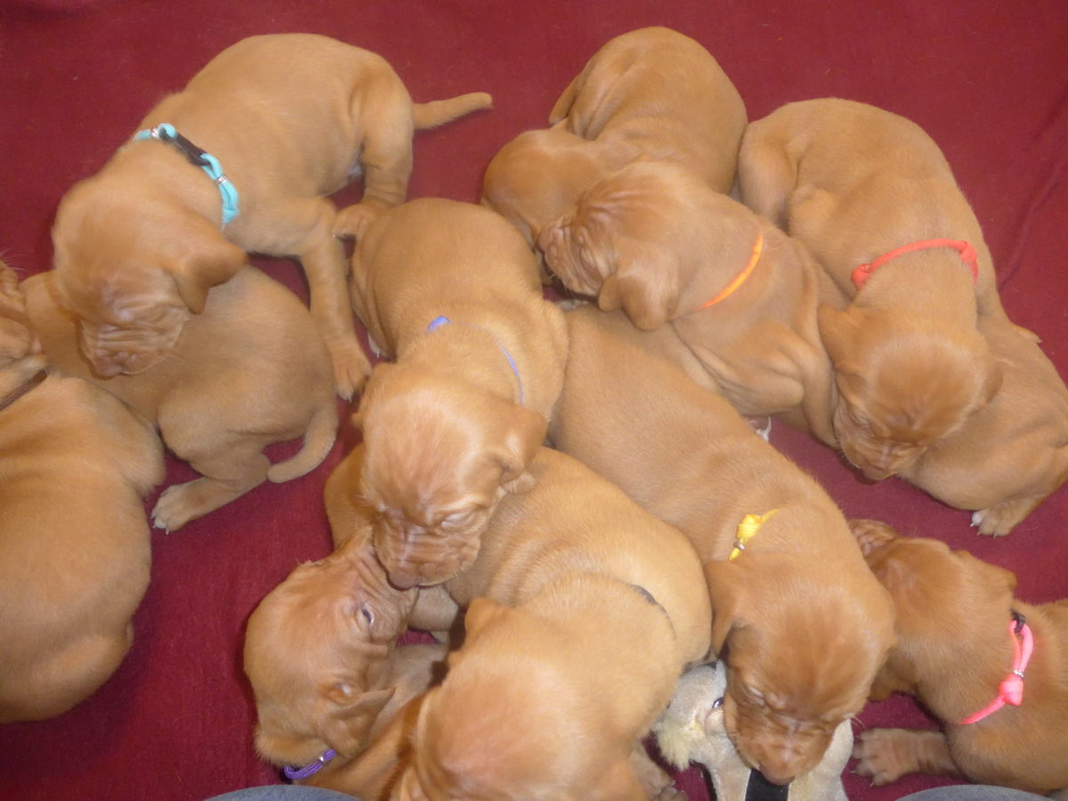 Avery & Maximums Vizsla Puppies Born February 3rd ((((Vizsla Puppies Are Sold Out))) - Image 2