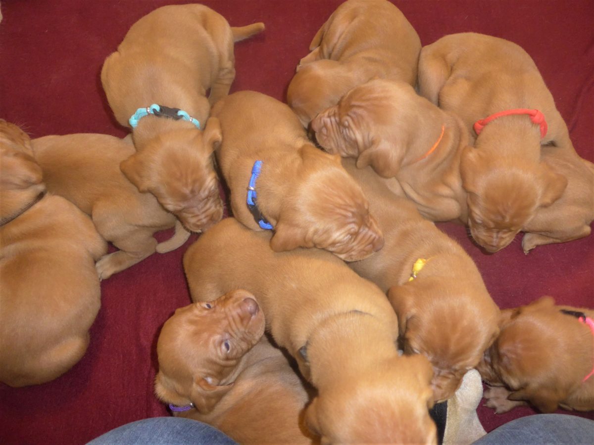 Avery & Maximums Vizsla Puppies Born February 3rd ((((Vizsla Puppies Are Sold Out))) - Image 4