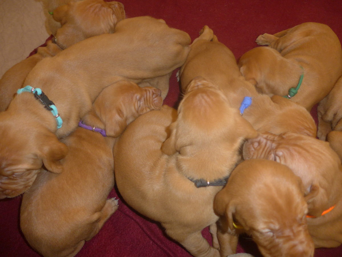 Avery & Maximums Vizsla Puppies Born February 3rd ((((Vizsla Puppies Are Sold Out))) - Image 5
