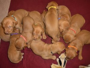 Avery & Maximums Vizsla Puppies Born February 3rd     ((((Vizsla Puppies Are Sold Out)))