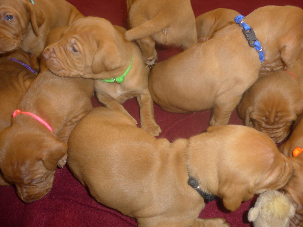 Avery & Maximums Vizsla Puppies Born February 3rd ((((Vizsla Puppies Are Sold Out))) - Image 6