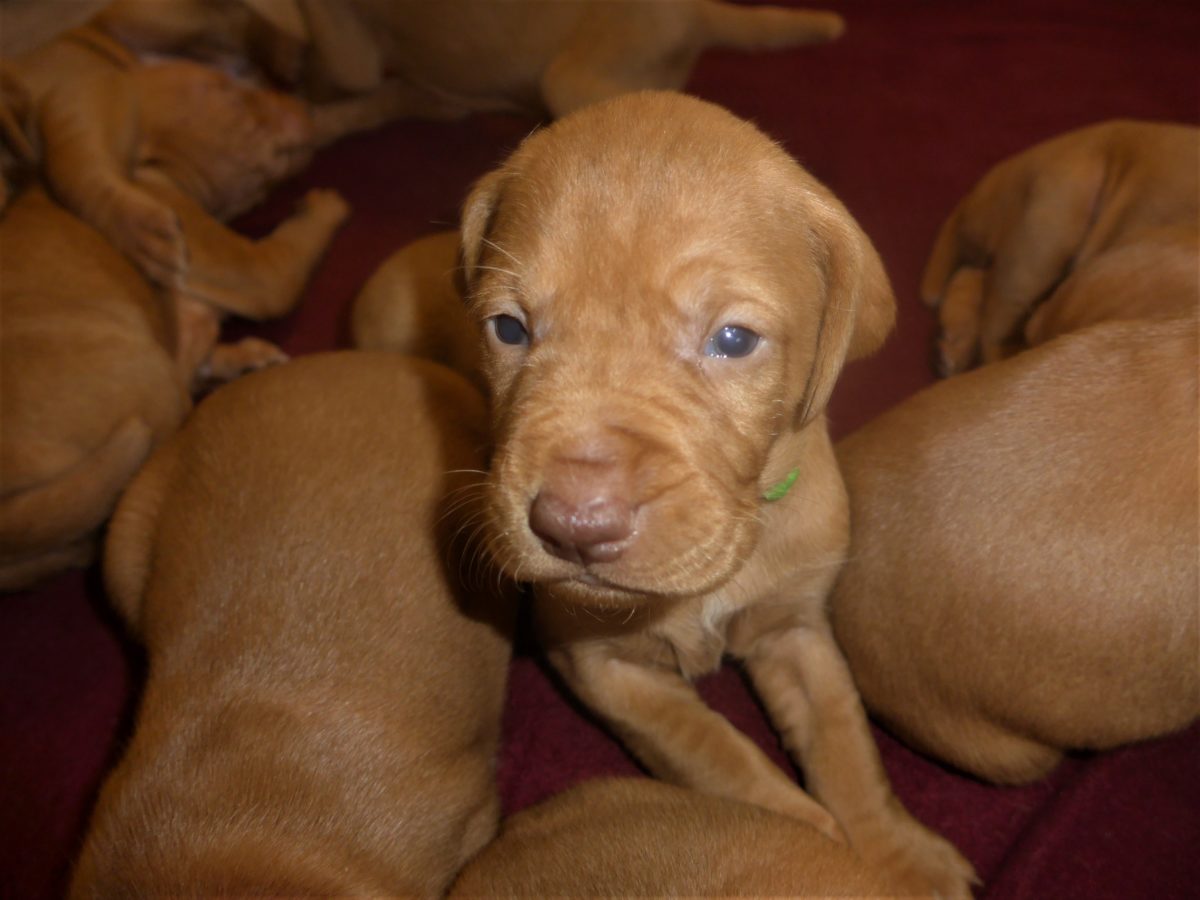 Avery & Maximums Vizsla Puppies Born February 3rd ((((Vizsla Puppies Are Sold Out))) - Image 7