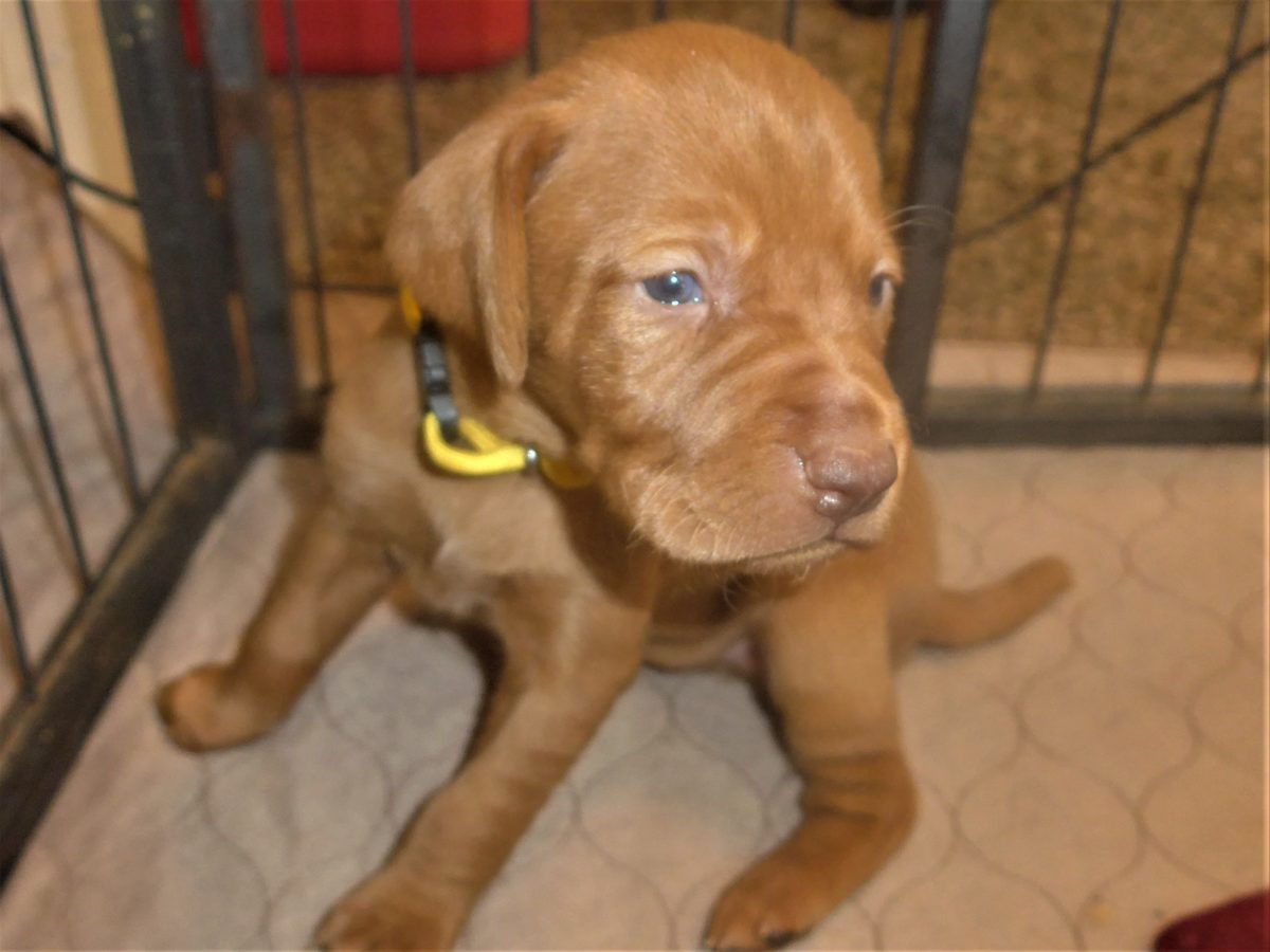 Avery & Maximums Vizsla Puppies Born February 3rd ((((Vizsla Puppies Are Sold Out))) - Image 8