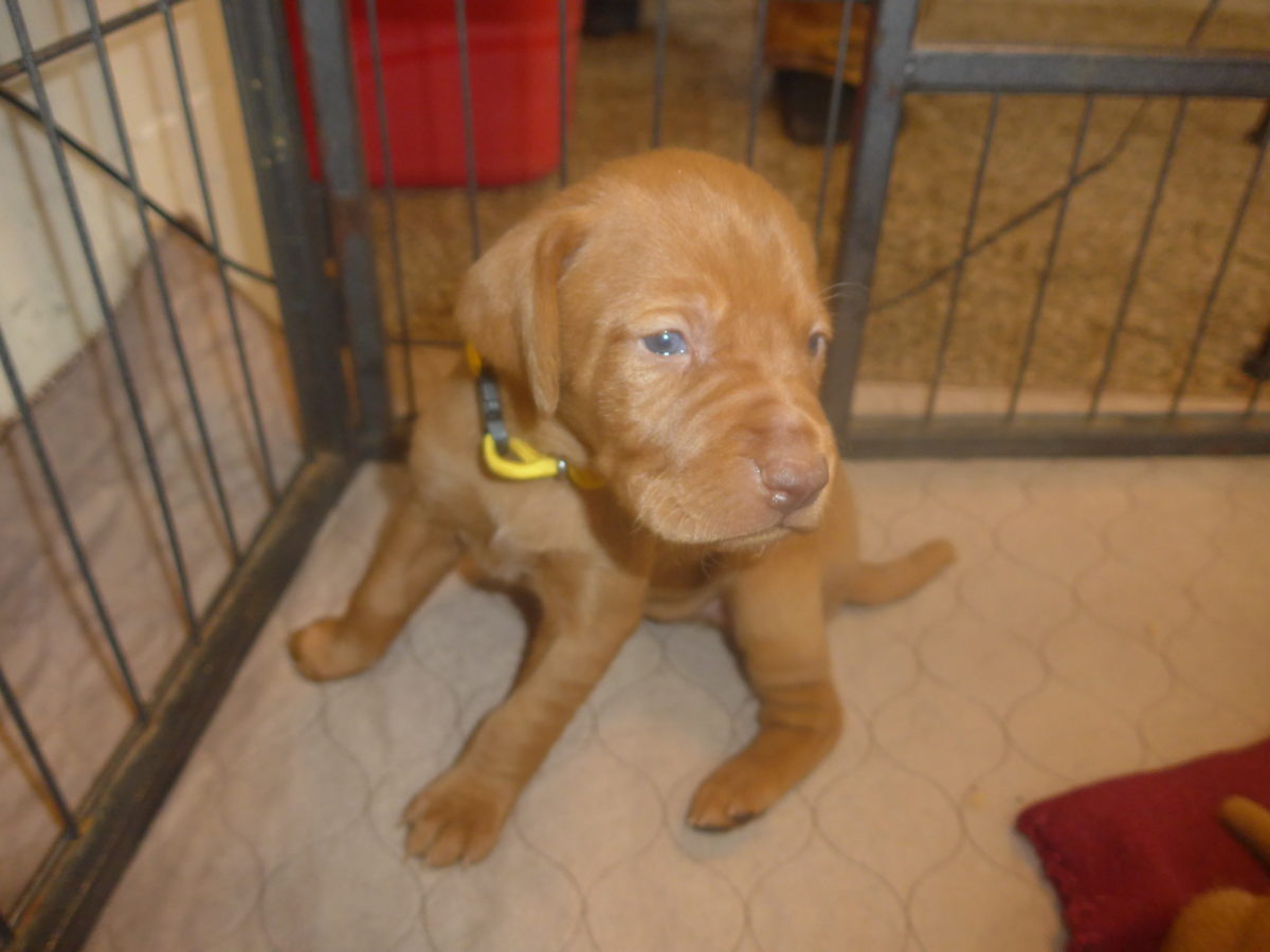 Avery & Maximums Vizsla Puppies Born February 3rd ((((Vizsla Puppies Are Sold Out))) - Image 9