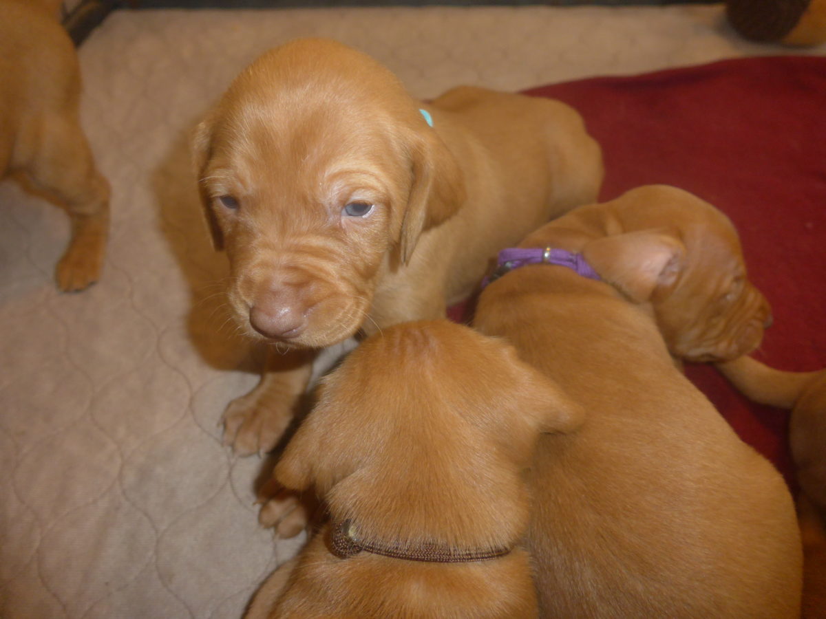 Avery & Maximums Vizsla Puppies Born February 3rd ((((Vizsla Puppies Are Sold Out))) - Image 10