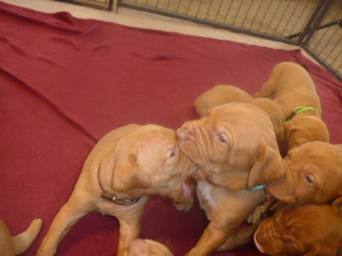 Avery & Maximums Vizsla Puppies Born February 3rd ((((Vizsla Puppies Are Sold Out))) - Image 11