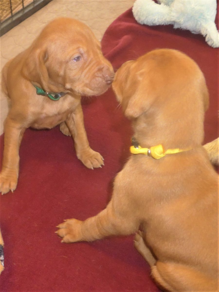 Avery & Maximums Vizsla Puppies Born February 3rd ((((Vizsla Puppies Are Sold Out))) - Image 12