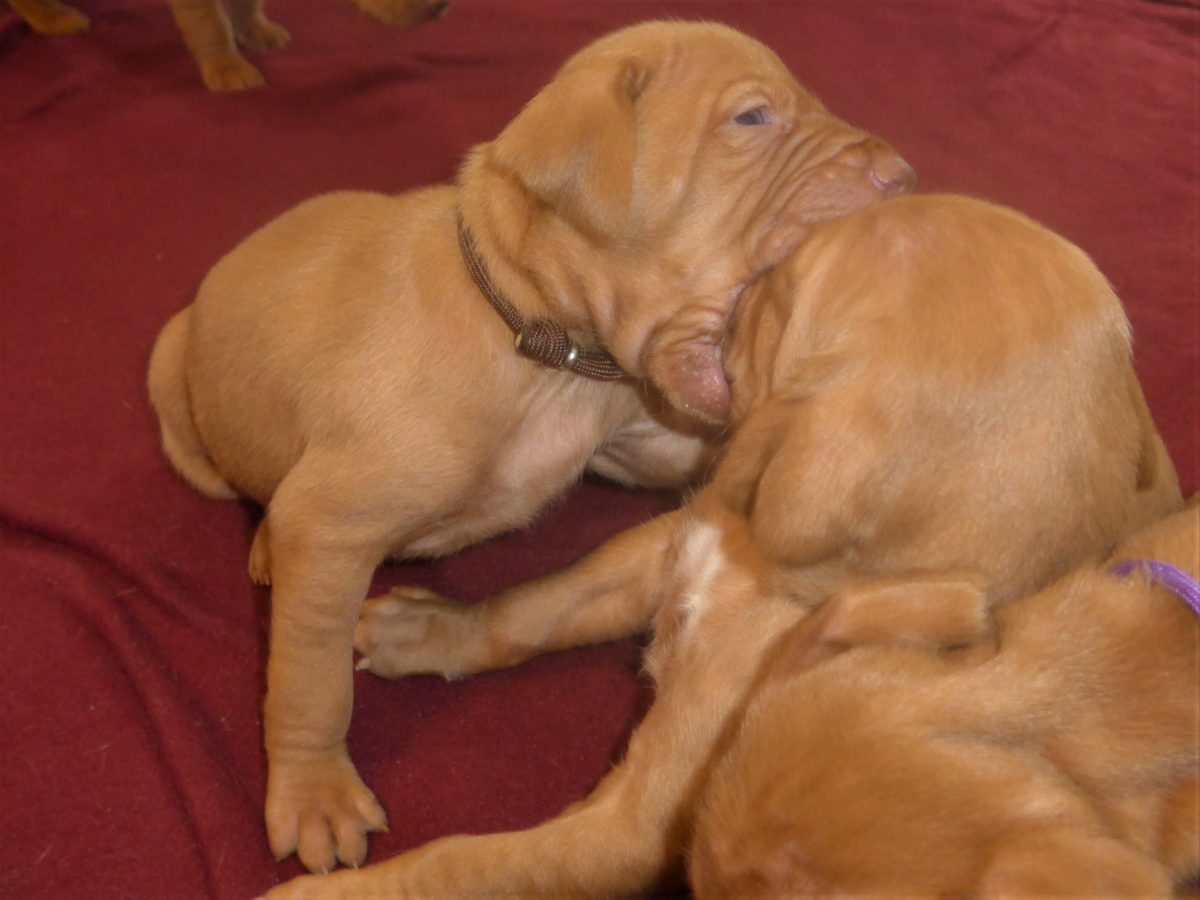 Avery & Maximums Vizsla Puppies Born February 3rd ((((Vizsla Puppies Are Sold Out))) - Image 13