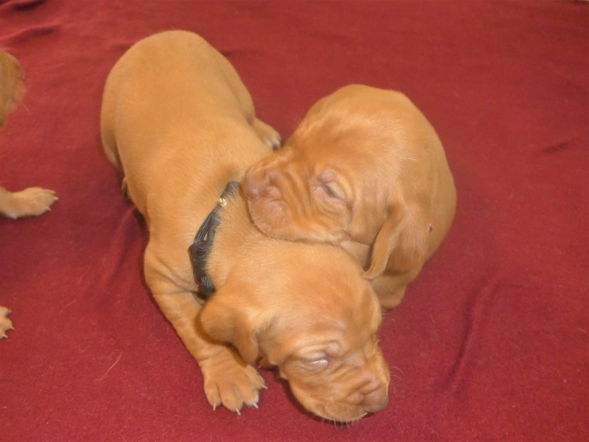 Avery & Maximums Vizsla Puppies Born February 3rd ((((Vizsla Puppies Are Sold Out))) - Image 14