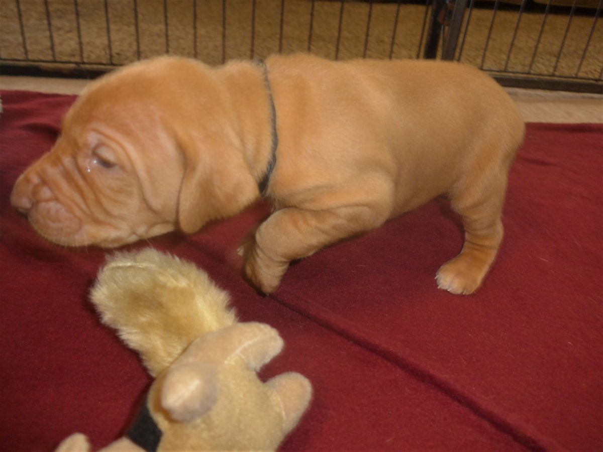 Avery & Maximums Vizsla Puppies Born February 3rd ((((Vizsla Puppies Are Sold Out))) - Image 15