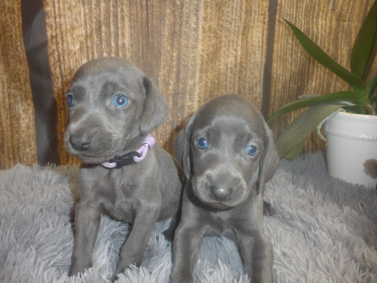 Avery & Maximums Vizsla Puppies Born February 3rd ((((Vizsla Puppies Are Sold Out))) - Image 17