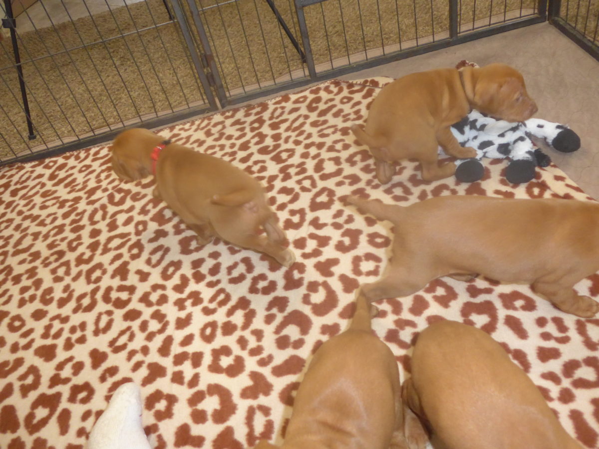 Avery & Maximums Vizsla Puppies Born February 3rd ((((Vizsla Puppies Are Sold Out))) - Image 31