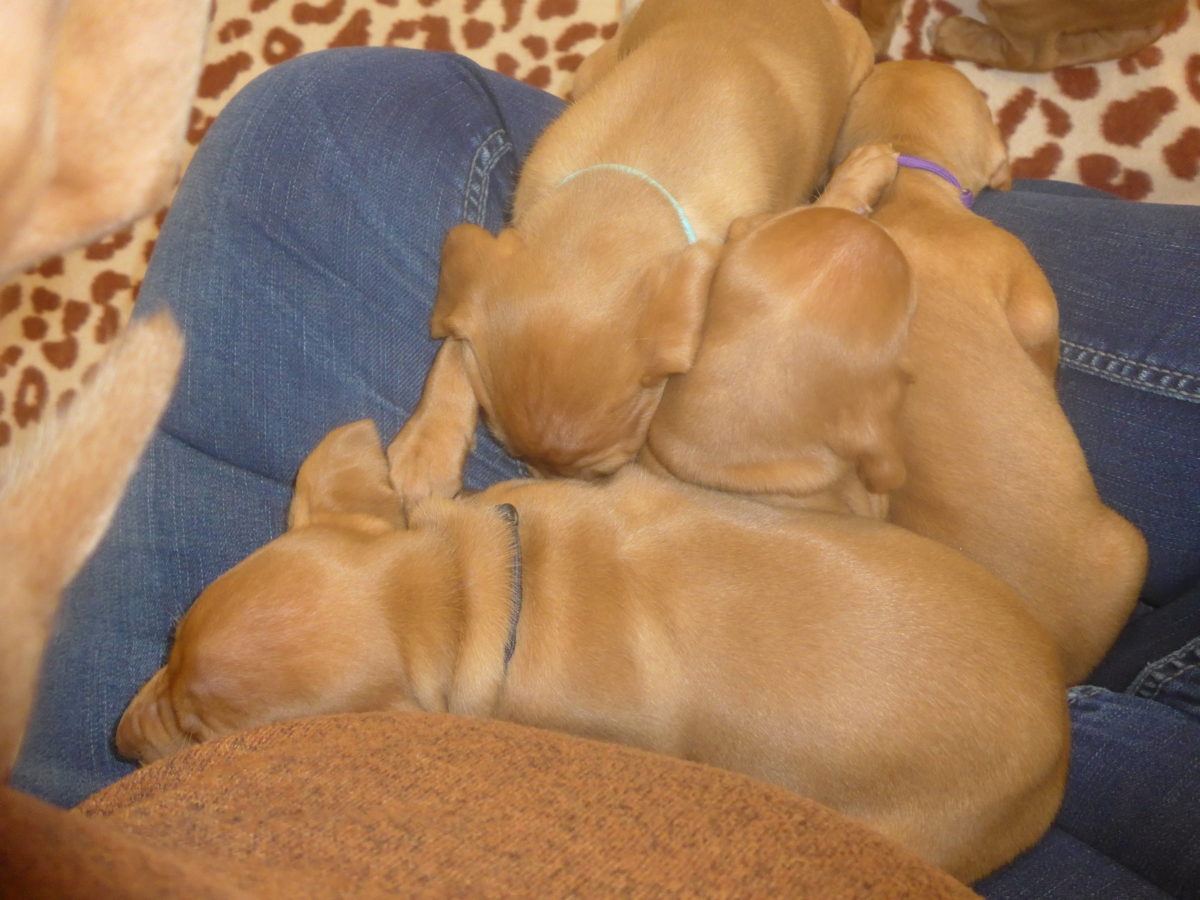 Avery & Maximums Vizsla Puppies Born February 3rd ((((Vizsla Puppies Are Sold Out))) - Image 30