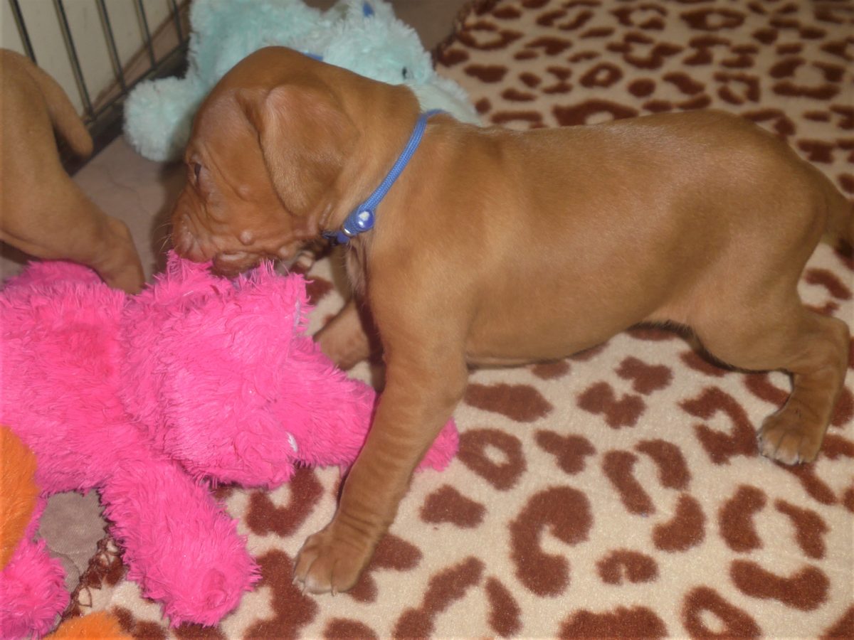 Avery & Maximums Vizsla Puppies Born February 3rd ((((Vizsla Puppies Are Sold Out))) - Image 29