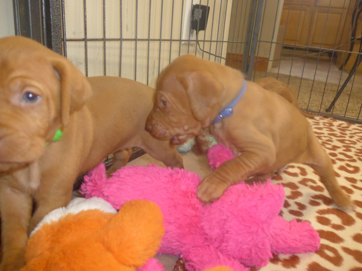 Avery & Maximums Vizsla Puppies Born February 3rd ((((Vizsla Puppies Are Sold Out))) - Image 24