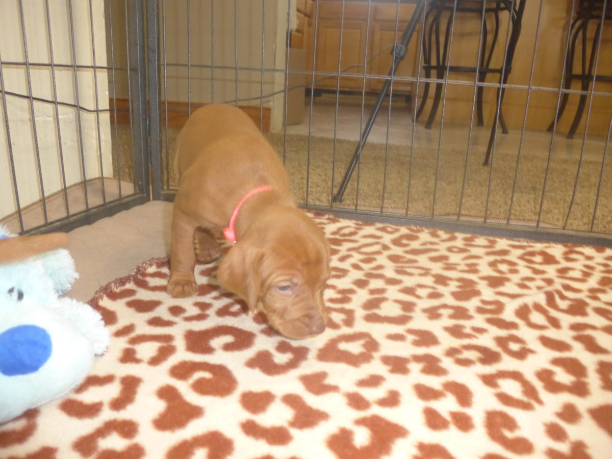 Avery & Maximums Vizsla Puppies Born February 3rd ((((Vizsla Puppies Are Sold Out))) - Image 28