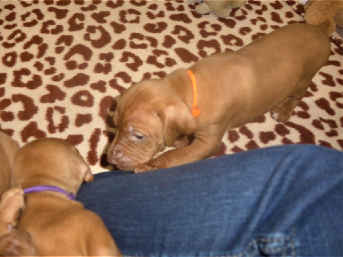 Avery & Maximums Vizsla Puppies Born February 3rd ((((Vizsla Puppies Are Sold Out))) - Image 27