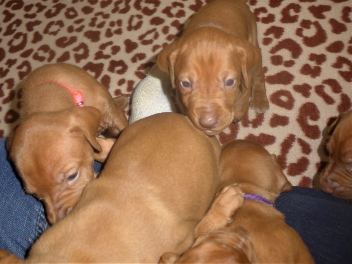 Avery & Maximums Vizsla Puppies Born February 3rd ((((Vizsla Puppies Are Sold Out))) - Image 23