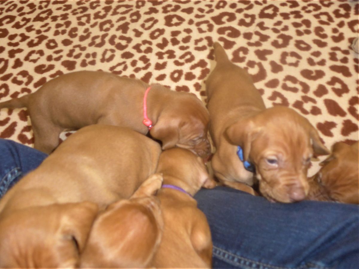 Avery & Maximums Vizsla Puppies Born February 3rd ((((Vizsla Puppies Are Sold Out))) - Image 25