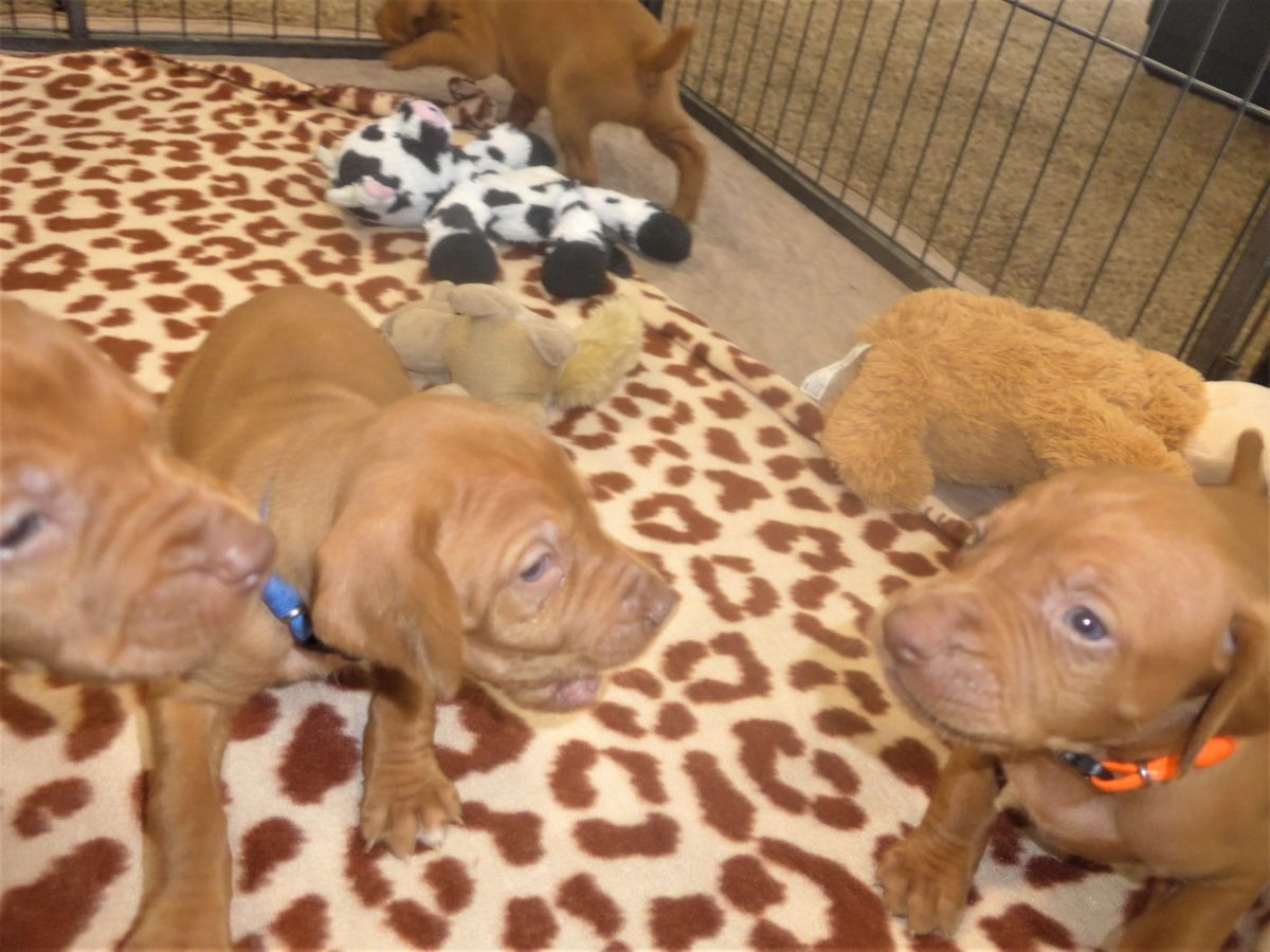 Avery & Maximums Vizsla Puppies Born February 3rd ((((Vizsla Puppies Are Sold Out))) - Image 26