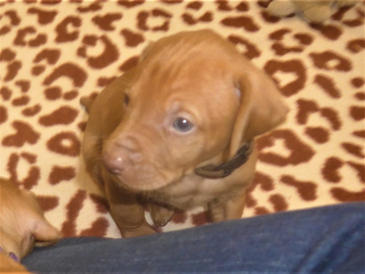 Avery & Maximums Vizsla Puppies Born February 3rd ((((Vizsla Puppies Are Sold Out))) - Image 20