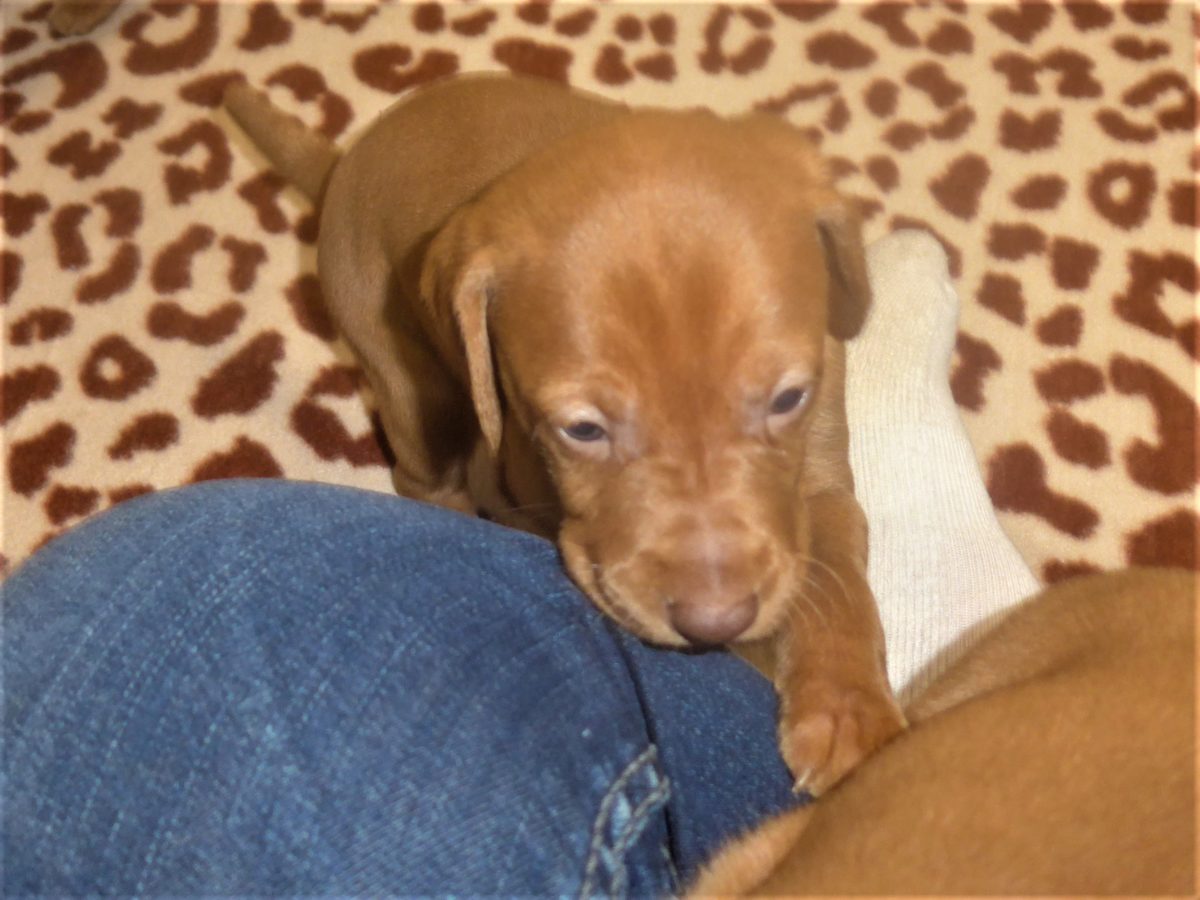 Avery & Maximums Vizsla Puppies Born February 3rd ((((Vizsla Puppies Are Sold Out))) - Image 22