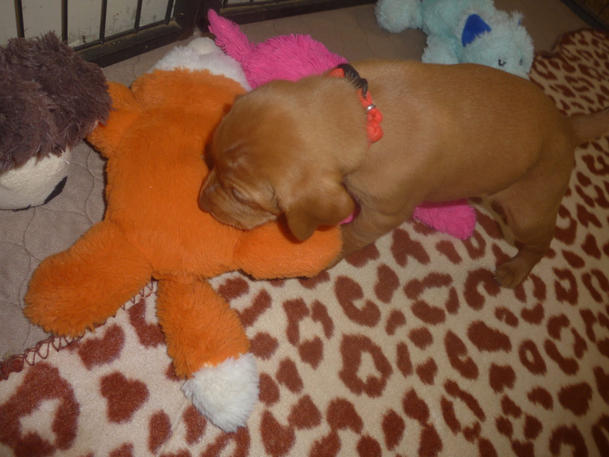 Avery & Maximums Vizsla Puppies Born February 3rd ((((Vizsla Puppies Are Sold Out))) - Image 21