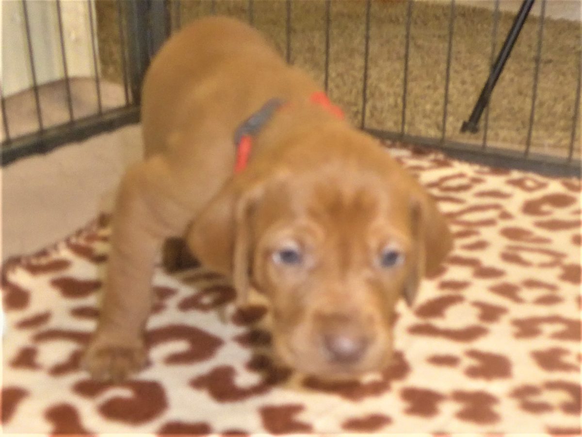 Avery & Maximums Vizsla Puppies Born February 3rd ((((Vizsla Puppies Are Sold Out))) - Image 19