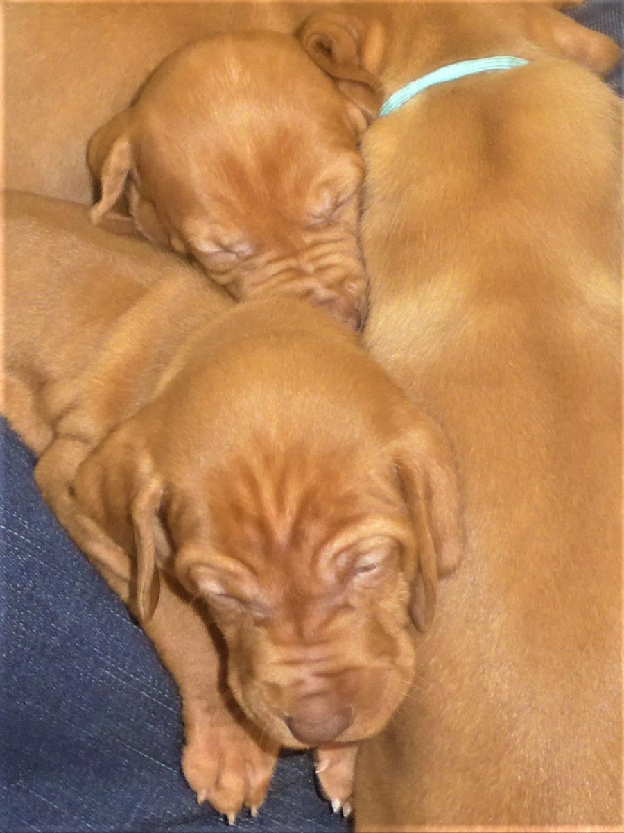 Avery & Maximums Vizsla Puppies Born February 3rd ((((Vizsla Puppies Are Sold Out))) - Image 18
