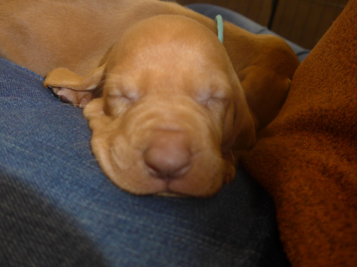 Avery & Maximums Vizsla Puppies Born February 3rd ((((Vizsla Puppies Are Sold Out))) - Image 16