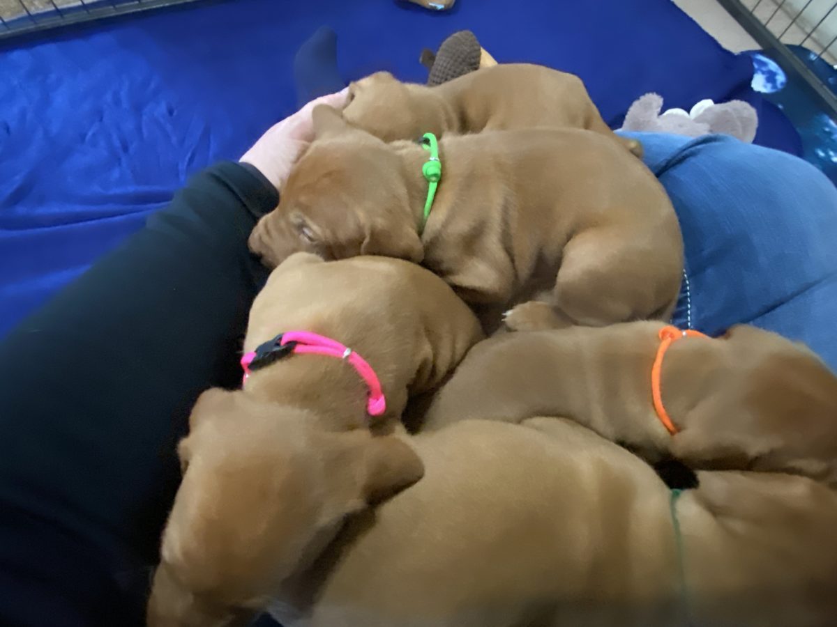 Riley & Ruger's Vizsla Litter Born on December 9th - Image 24