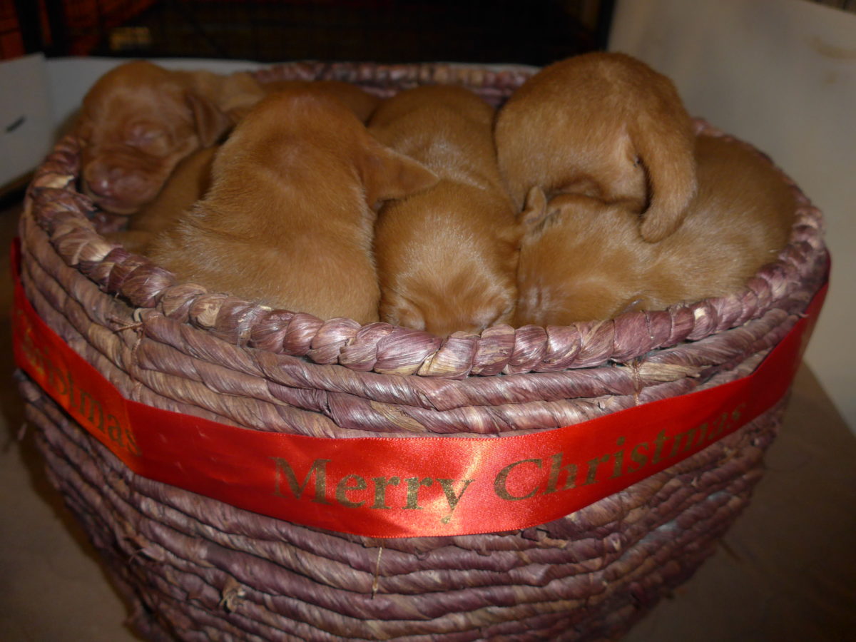 Riley & Ruger's Vizsla Litter Born on December 9th - Image 3