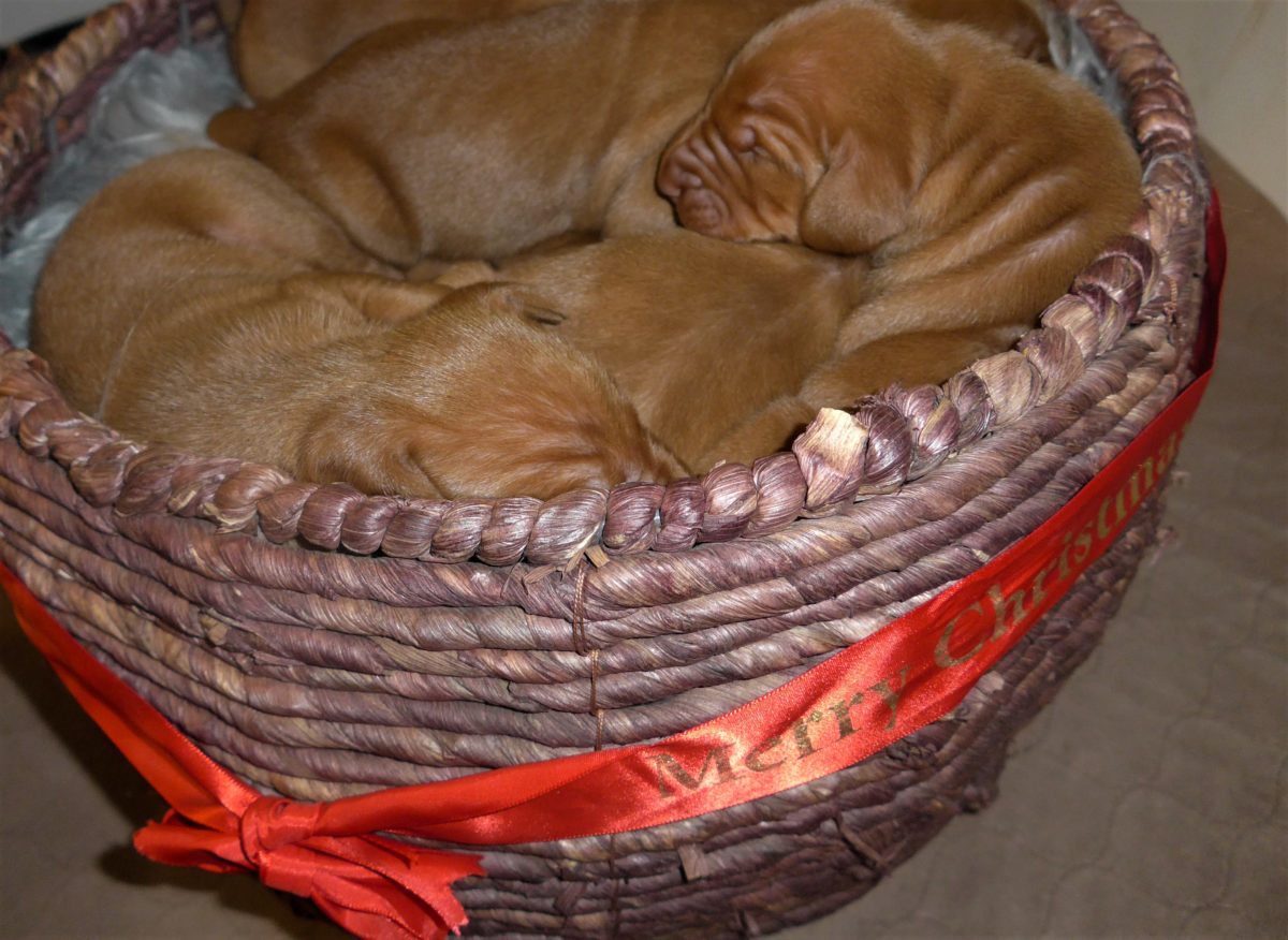 Riley & Ruger's Vizsla Litter Born on December 9th - Image 6