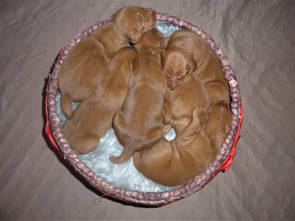 Riley & Ruger's Vizsla Litter Born on December 9th - Image 11