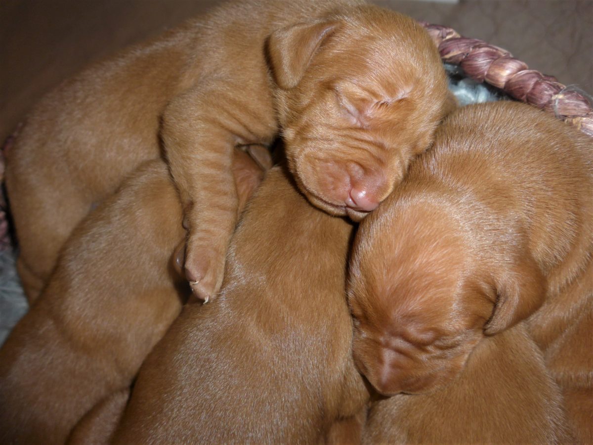 Riley & Ruger's Vizsla Litter Born on December 9th - Image 2