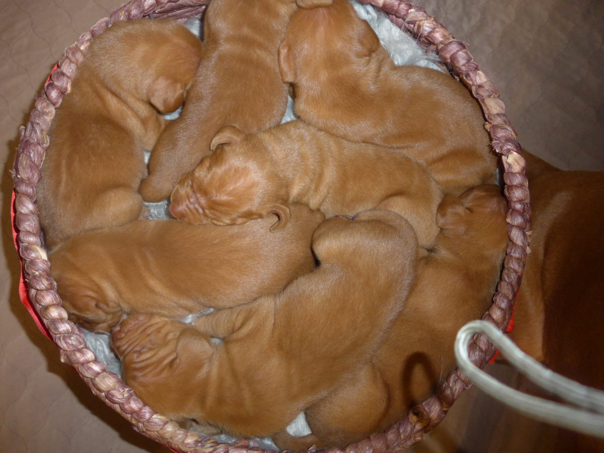 Riley & Ruger's Vizsla Litter Born on December 9th - Image 10