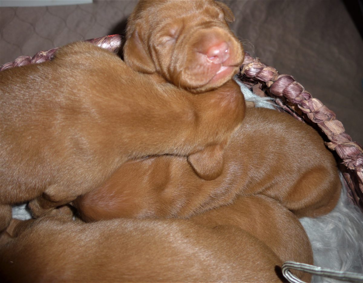 Riley & Ruger's Vizsla Litter Born on December 9th - Image 9