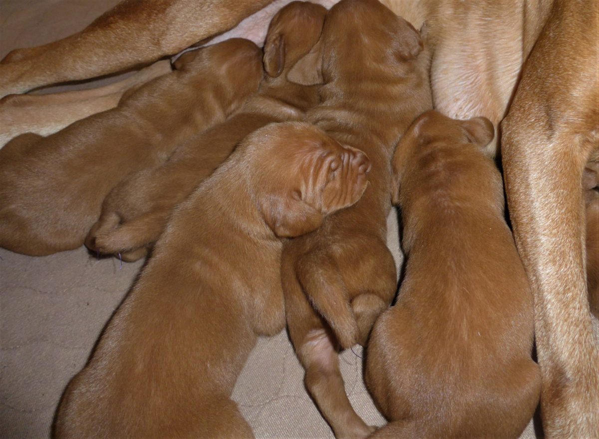 Riley & Ruger's Vizsla Litter Born on December 9th - Image 8