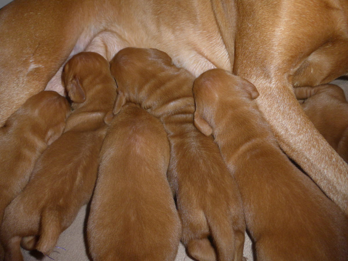 Riley & Ruger's Vizsla Litter Born on December 9th - Image 7