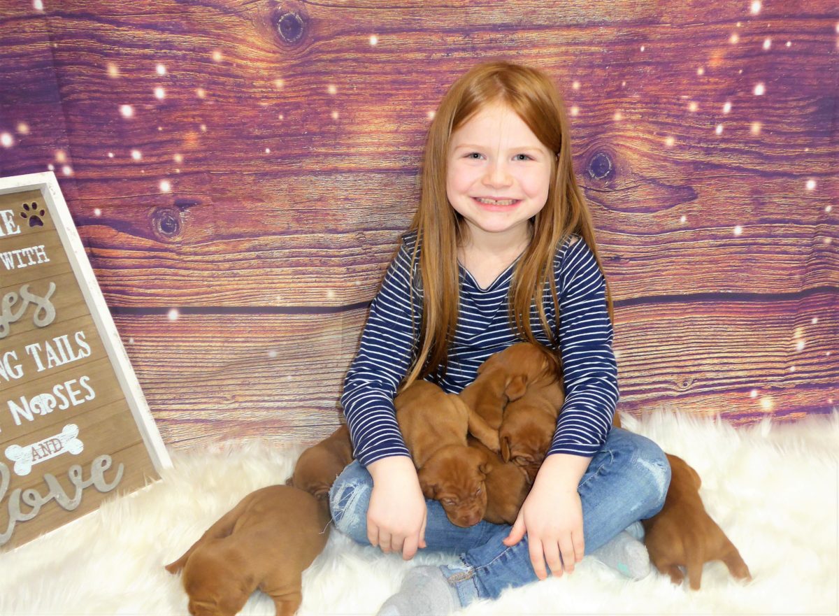 Riley & Ruger's Vizsla Litter Born on December 9th - Image 18