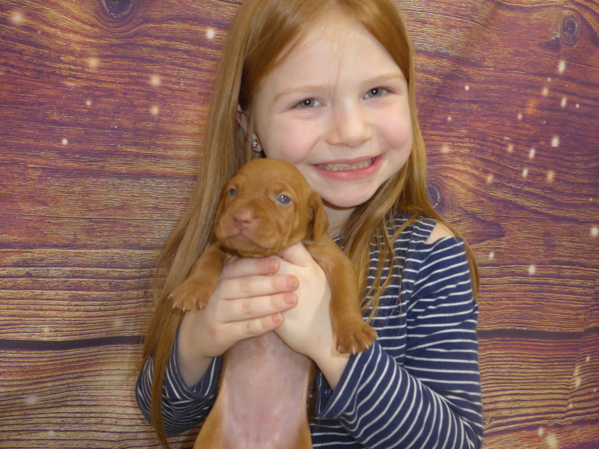 Riley & Ruger's Vizsla Litter Born on December 9th - Image 12