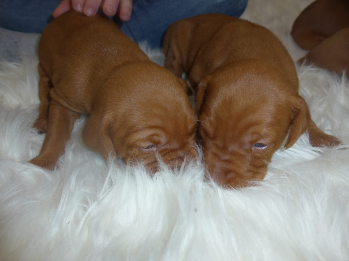 Riley & Ruger's Vizsla Litter Born on December 9th - Image 13